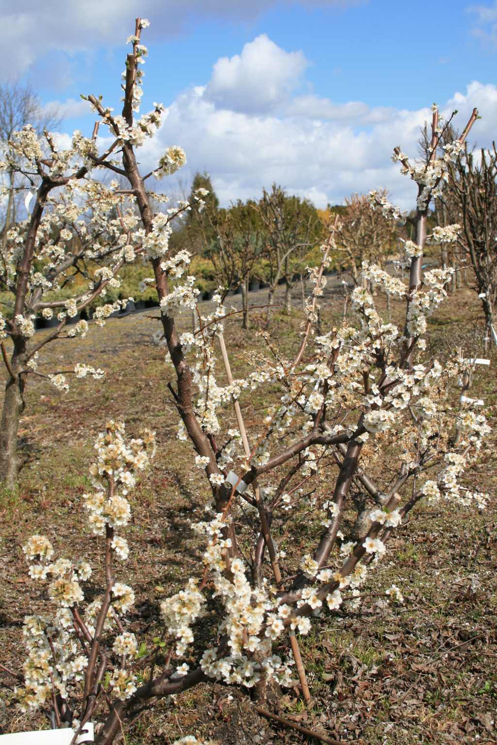 Śliwa japońska "Najdiena" / Prunus salicina "Najdiena"