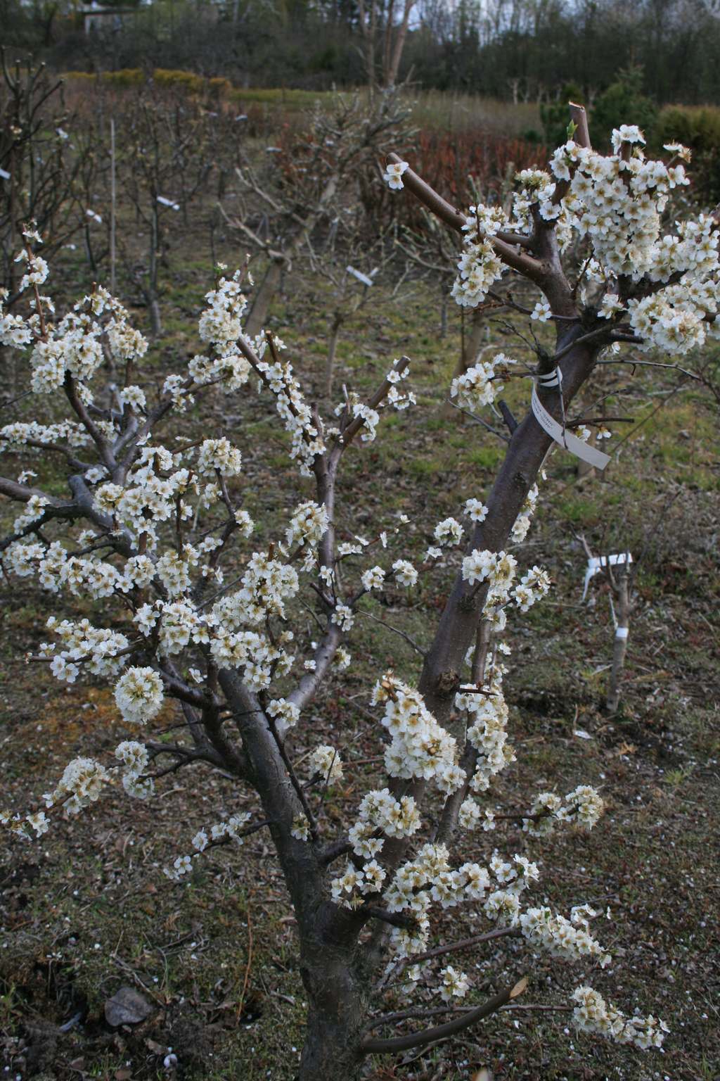 Śliwa japońska "Shiro" / Prunus salicina "Shiro"