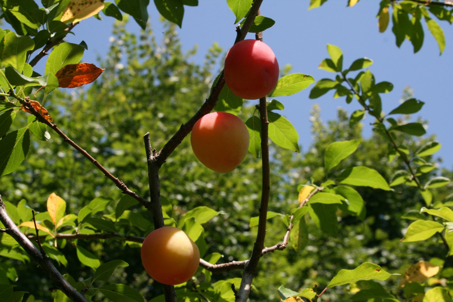 Śliwa japońska "Shiro" / Prunus salicina "Shiro"