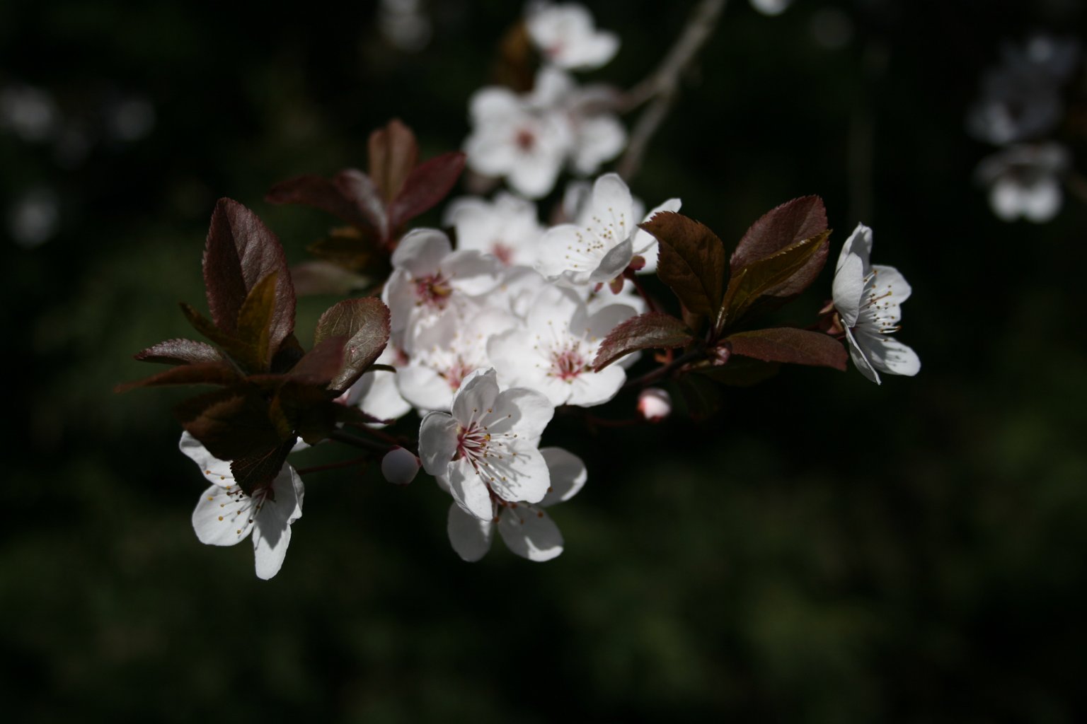 Śliwa wiśniowa "Nigra" / Prunus cerasifera "Nigra"