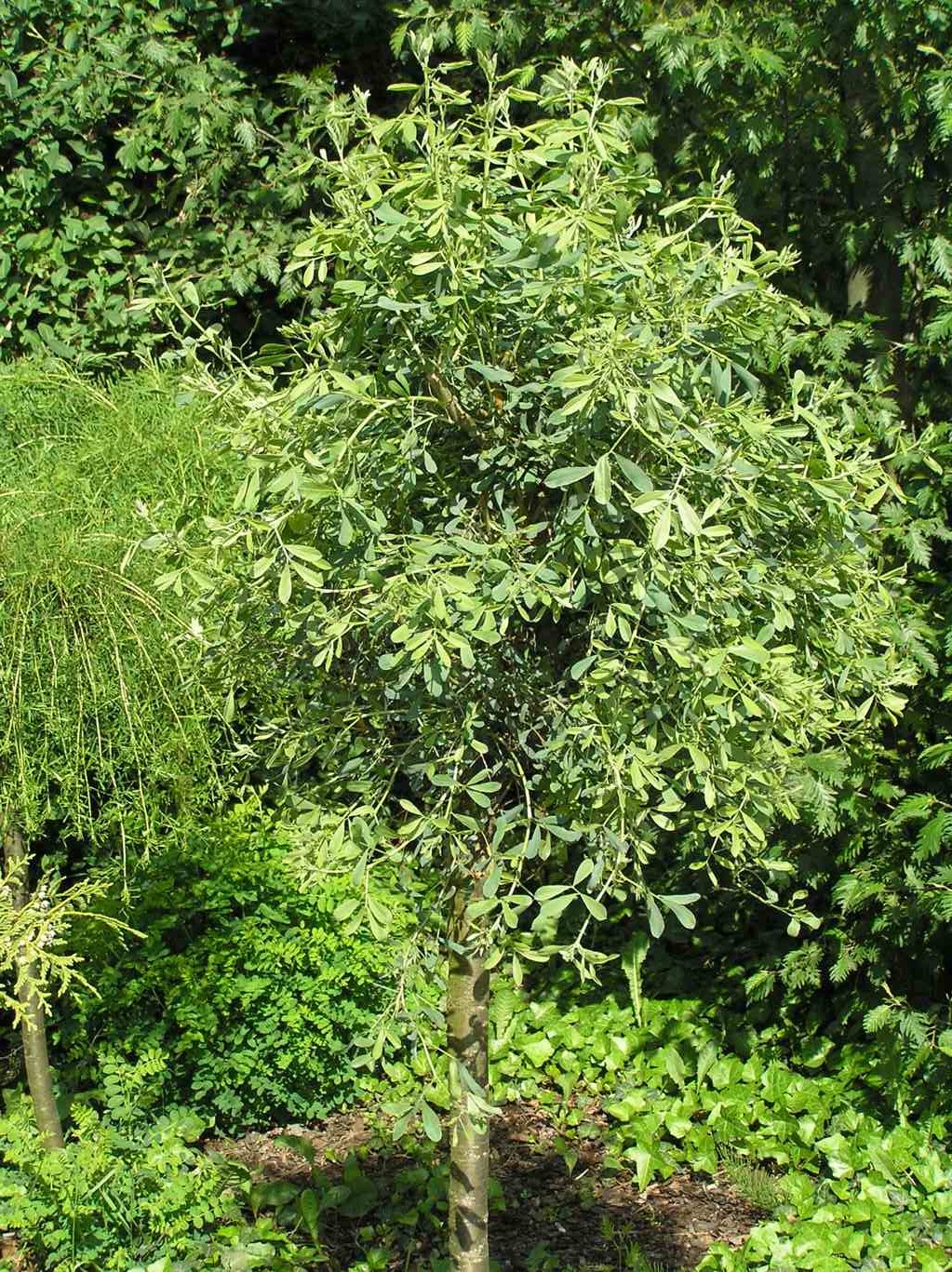 Słonisz srebrzysty / Halimodendron halodendron