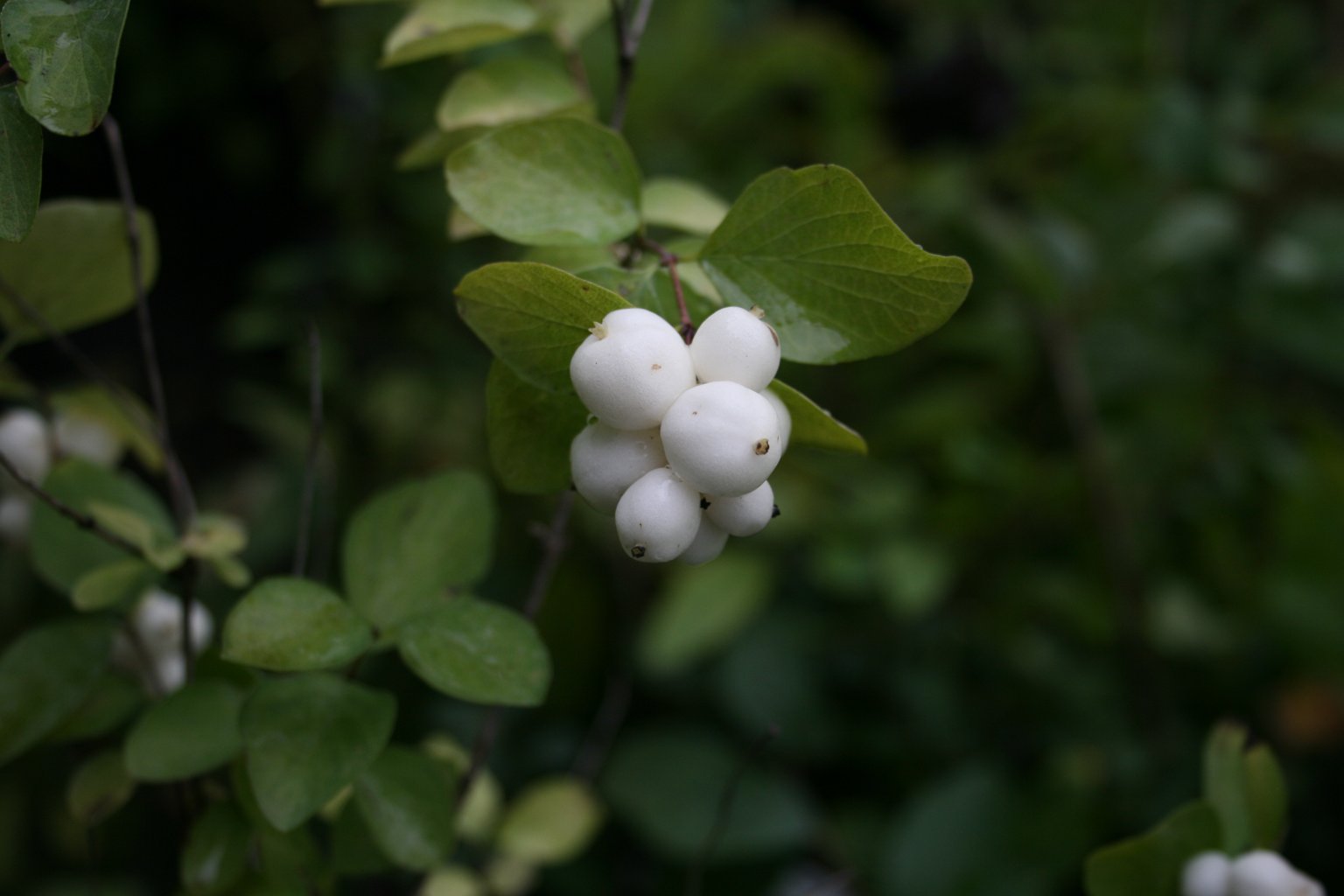 Śnieguliczka Doorenbosa "White Hedge" / Symphoricarpos doorenbosii "White Hedge"