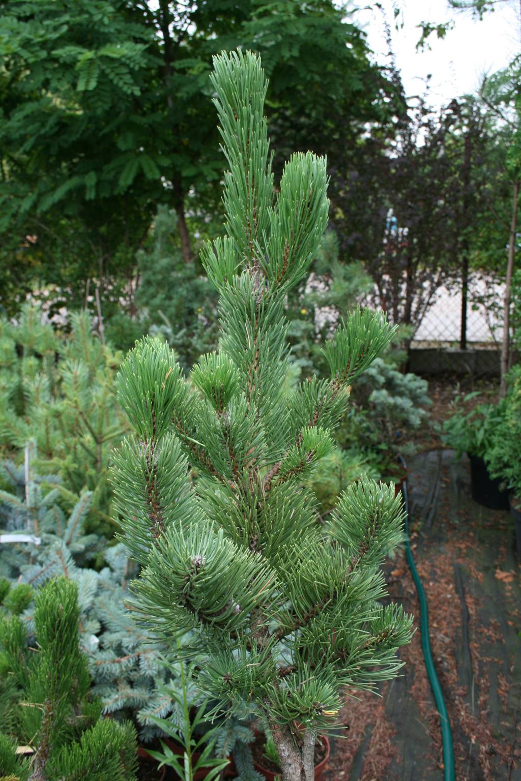 Sosna czarna "Oregon Green" / Pinus nigra "Oregon Green"