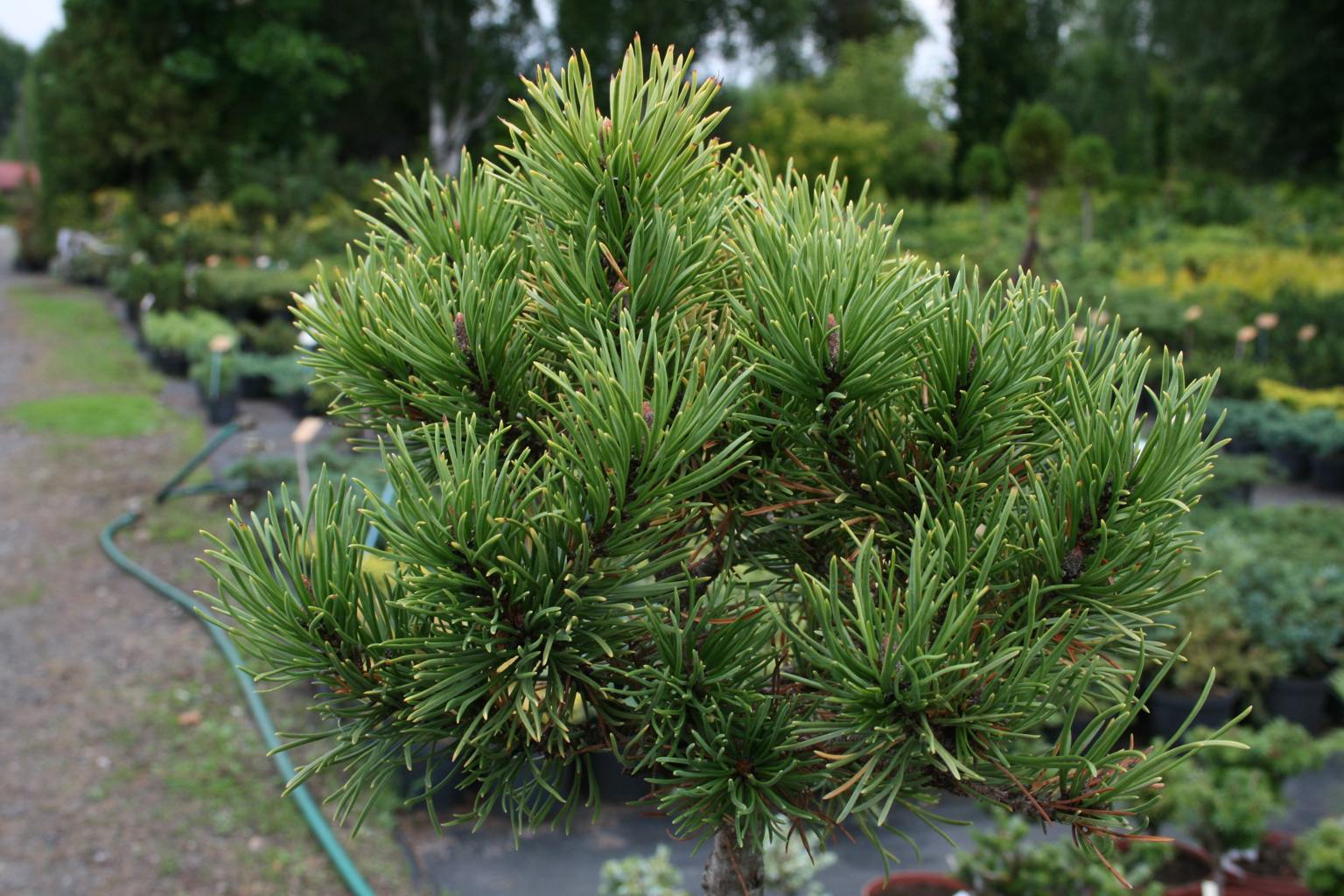 Sosna górska "Ophir" / Pinus mugo "Ophir"