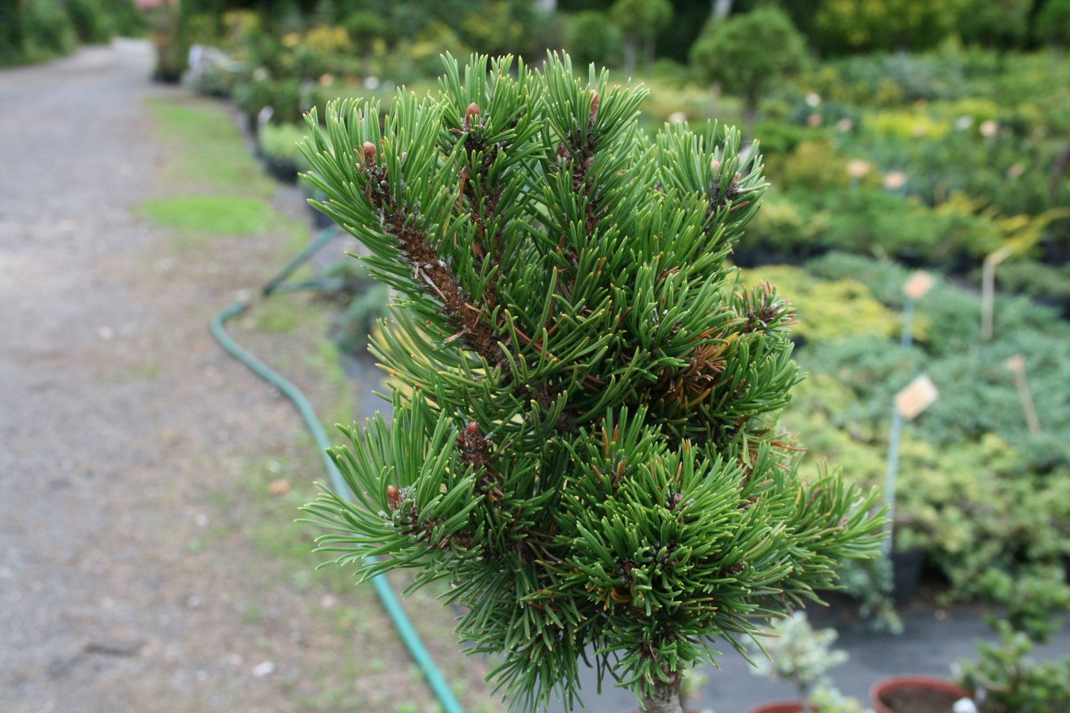 Sosna górska "Picollo" / Pinus mugo "Picollo"