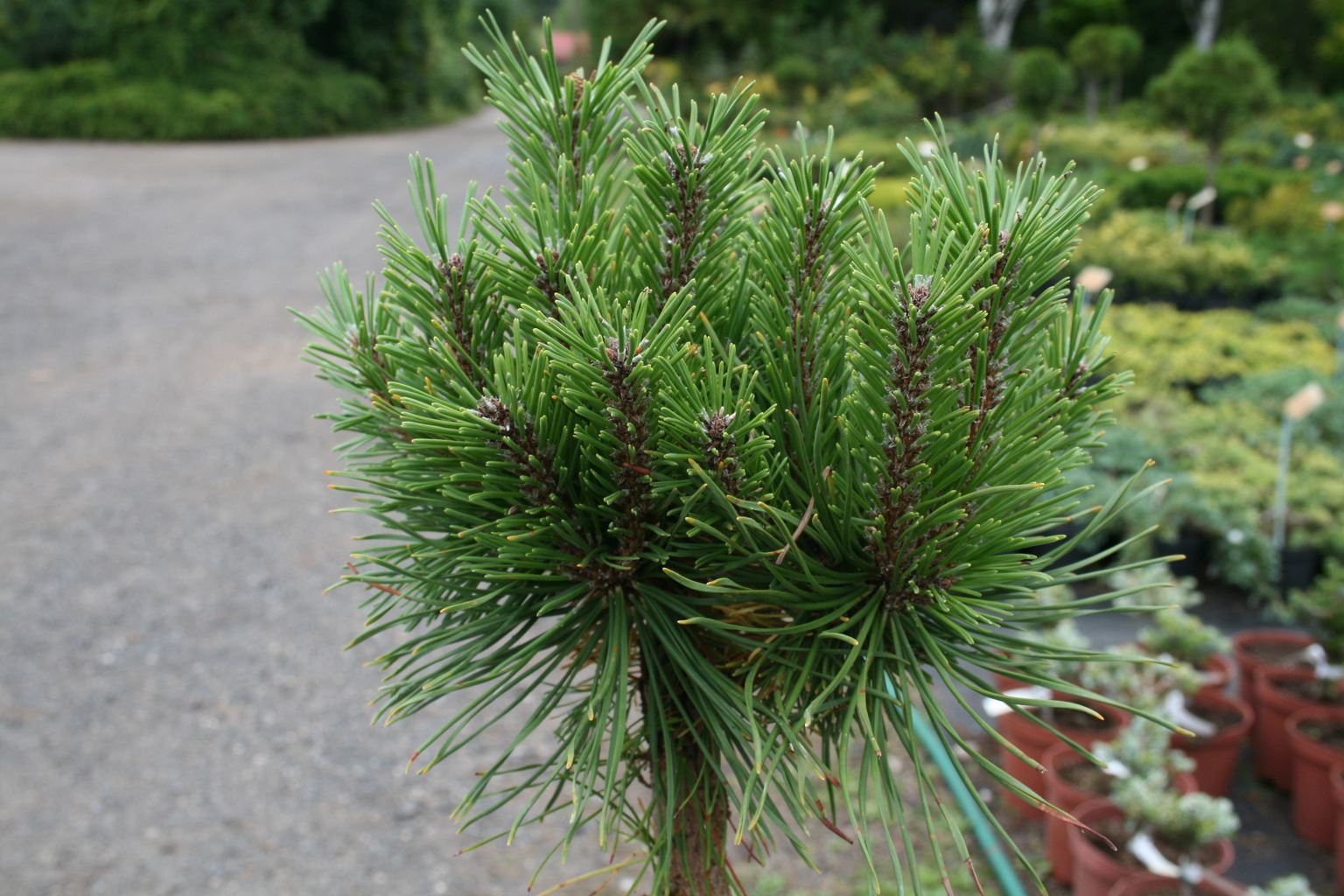 Sosna kosodrzewina "Hnízdo" / Pinus mugo "Hnízdo"