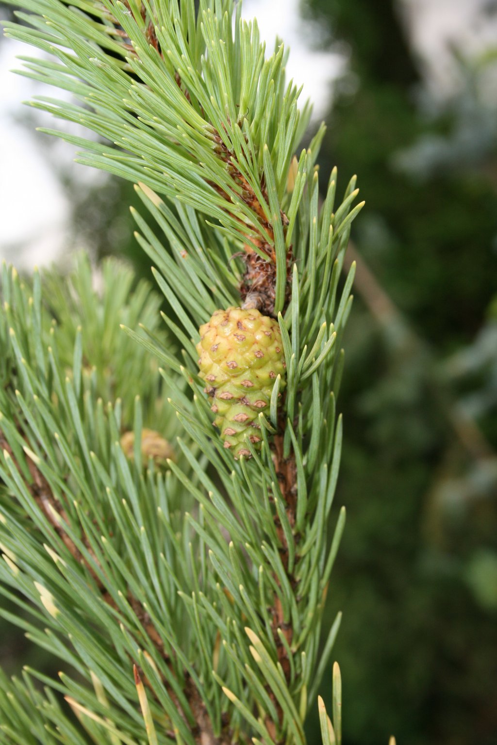 Sosna pospolita "Aurea" / Pinus sylvestris "Aurea"