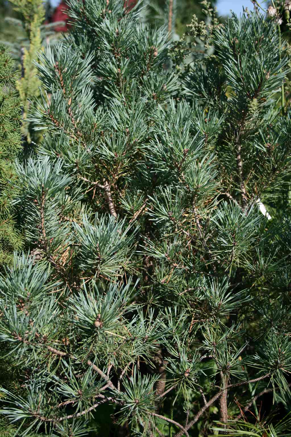 Sosna pospolita "Watereri" / Pinus sylvestris "Watereri"