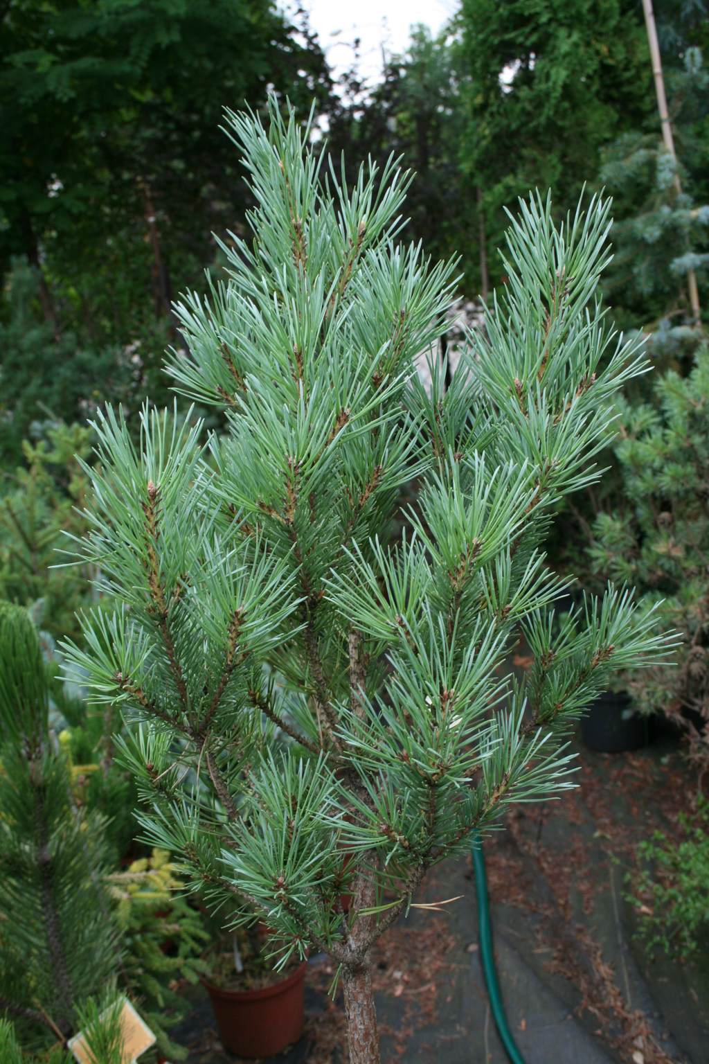 Sosna pospolita "Watereri" / Pinus sylvestris "Watereri"