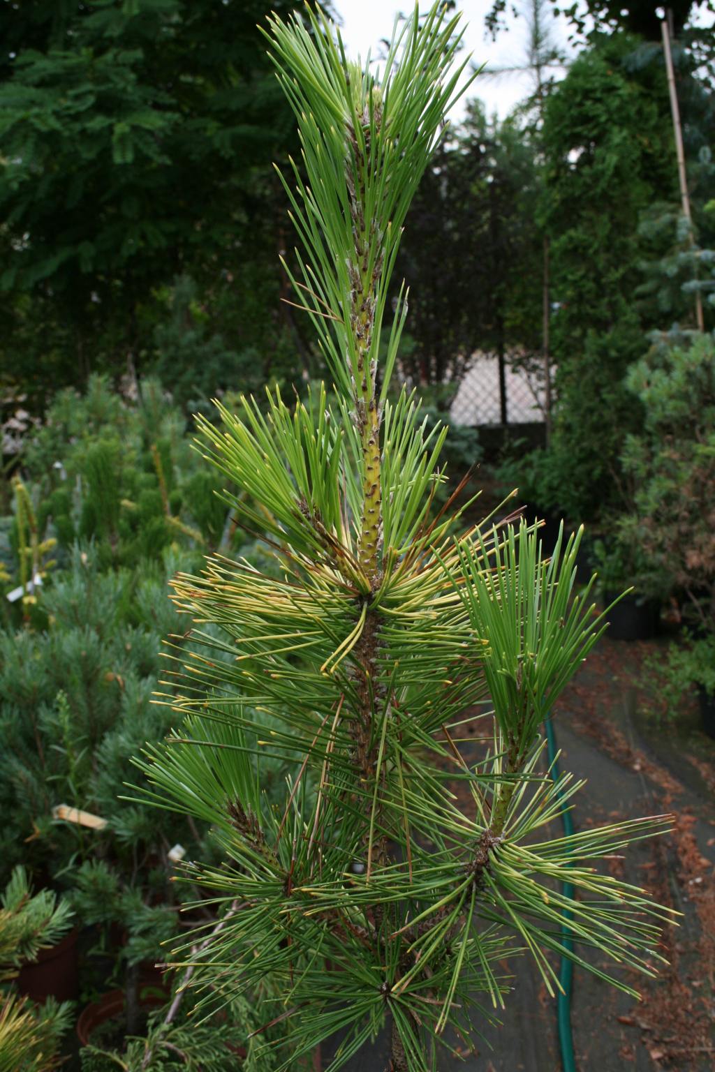 Sosna Thunberga "Ogon" / Pinus thunbergii "Ogon"