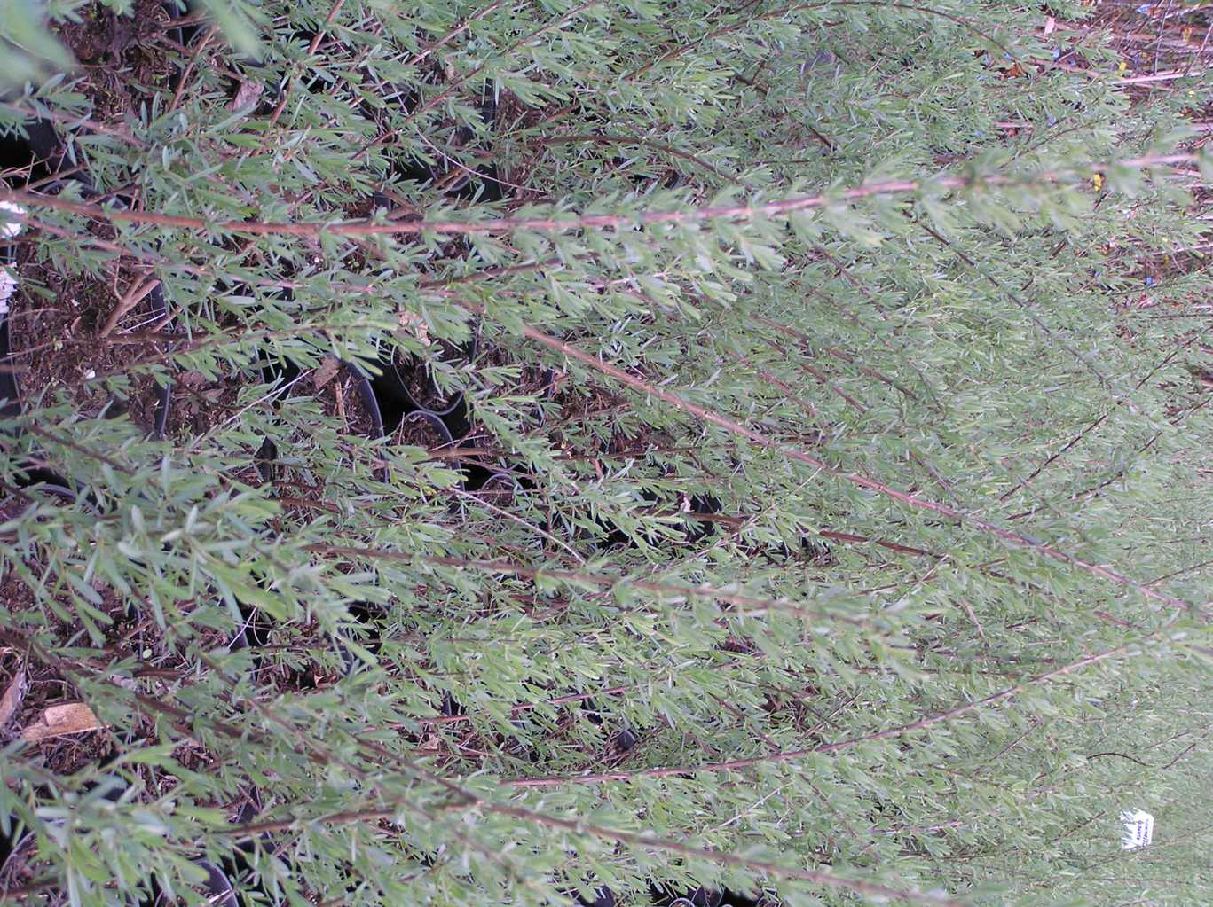 Suchodrzew skalny Alberta / Lonicera spinosa albertii