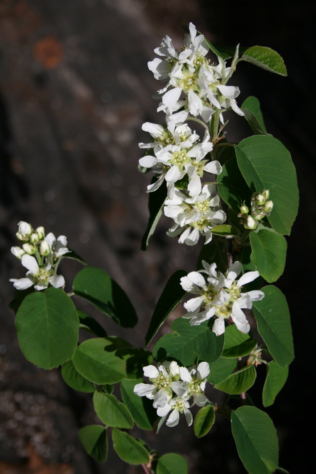 Świdośliwa olcholistna "Honeywood" / Amelanchier alnifolia "Honeywood"