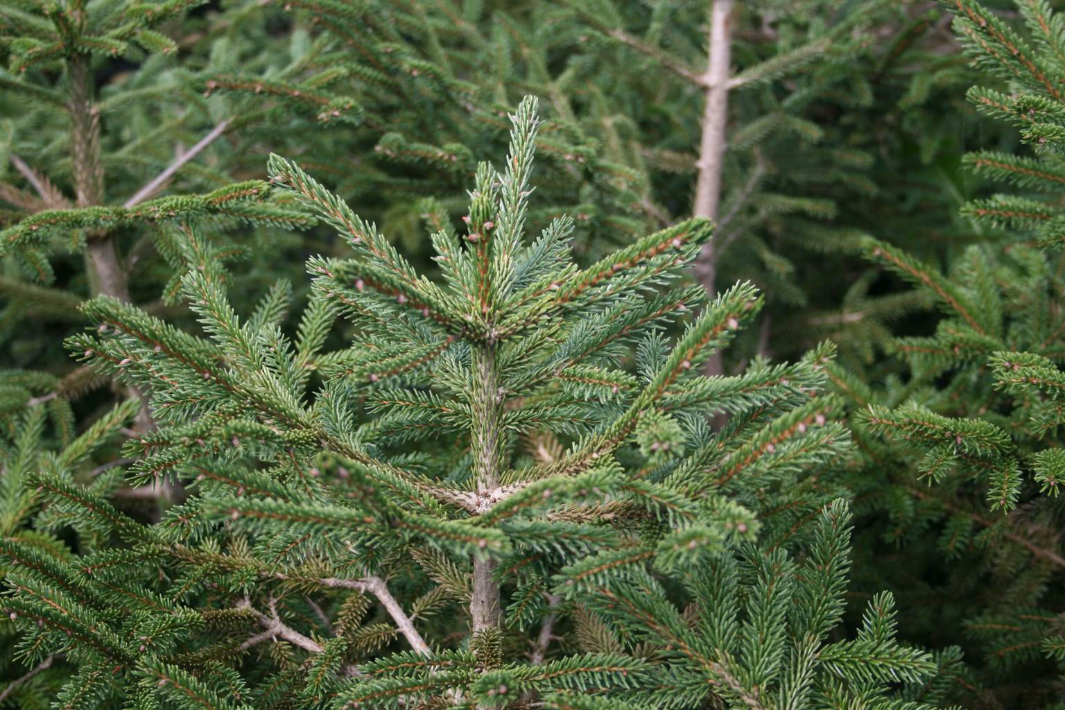 Świerk kaukaski / Picea orientalis