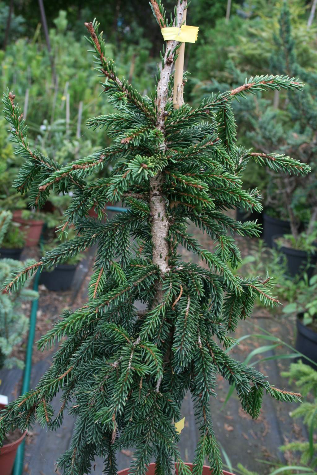 Świerk kaukaski "Aurea" / Picea orientalis "Aurea"