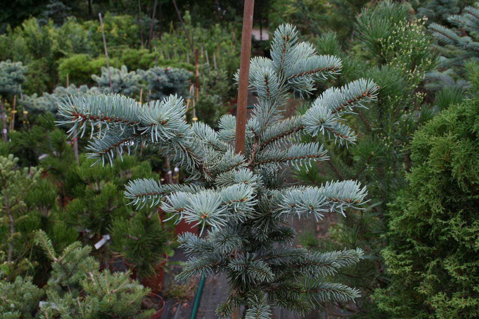 Świerk kłujący "Hoopsii" / Picea pungens "Hoopsii"