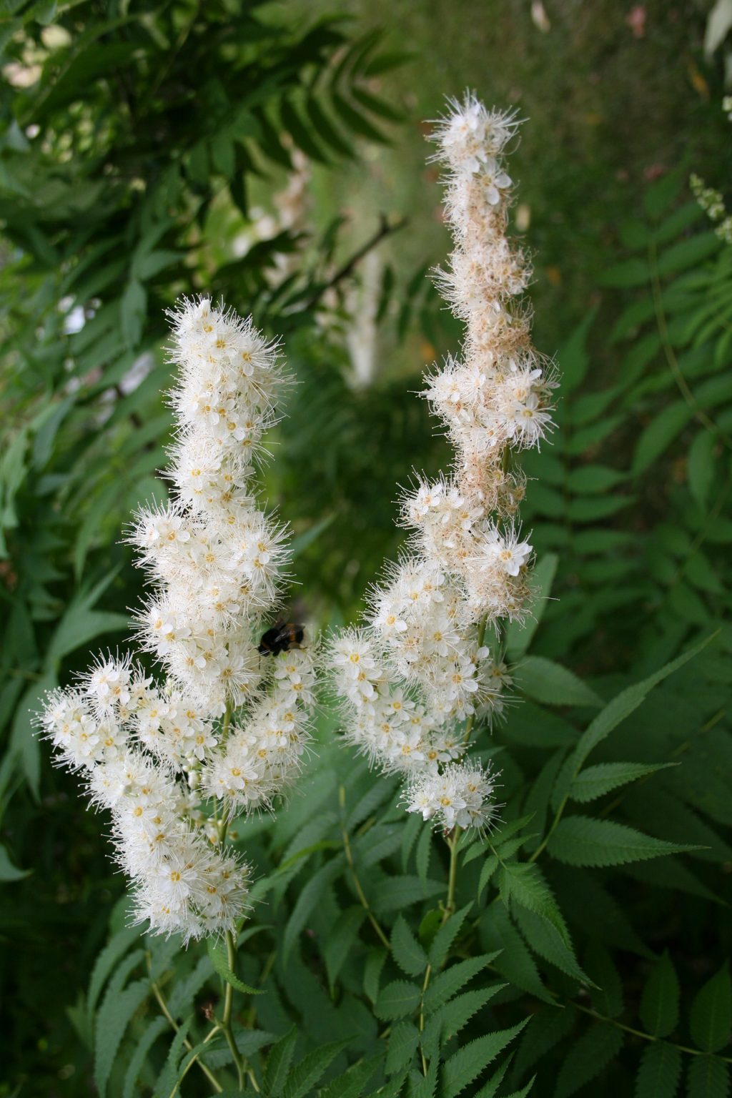 Tawlina jarzębolistna / Sorbaria sorbifolia