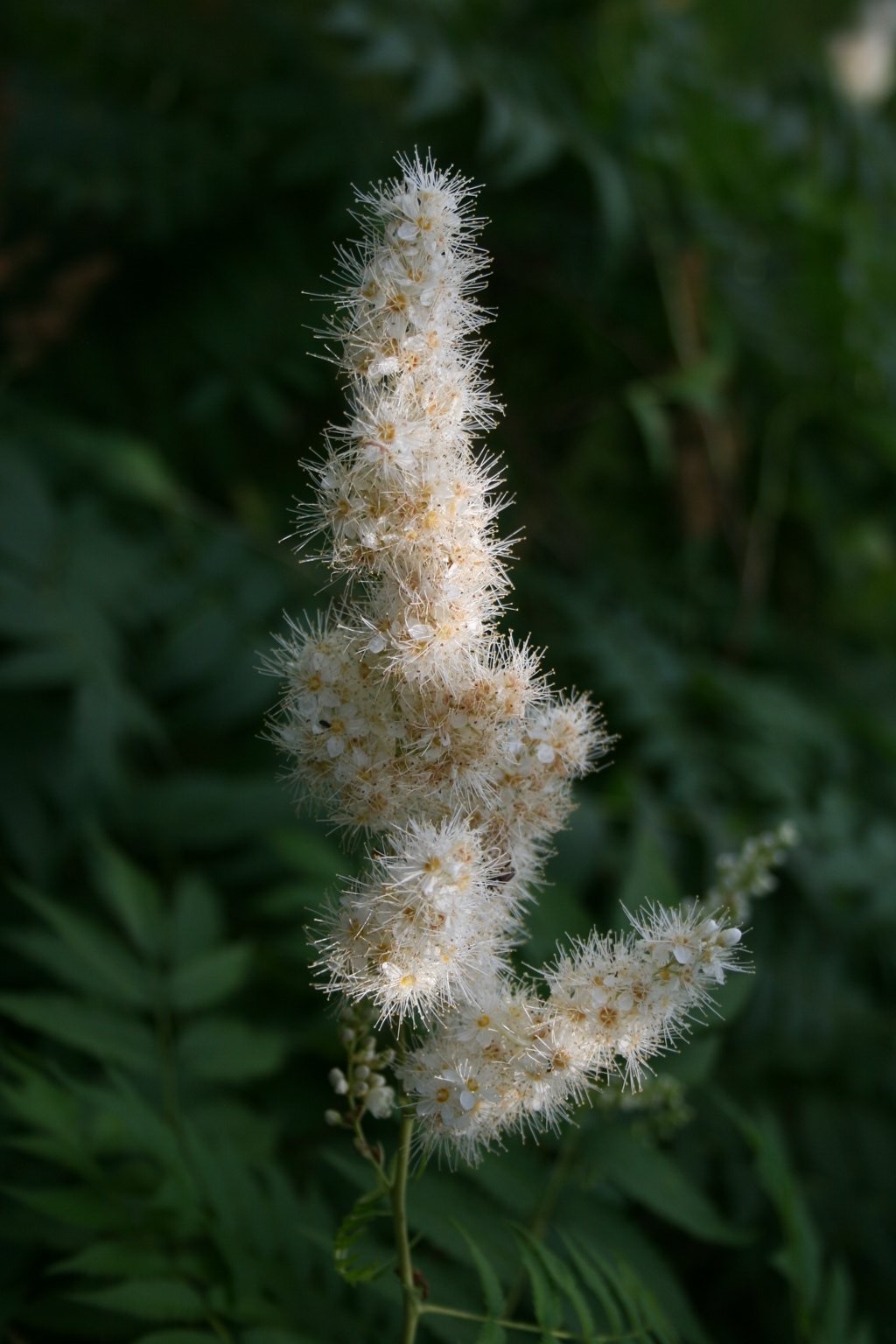 Tawlina jarzębolistna / Sorbaria sorbifolia