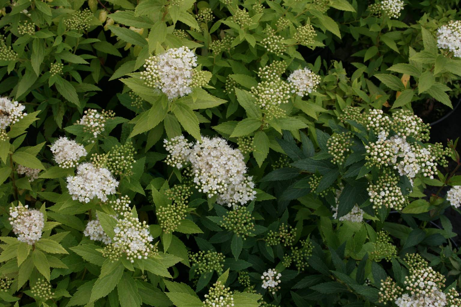 Tawuła japońska "Albiflora" / Spiraea japonica "Albiflora"