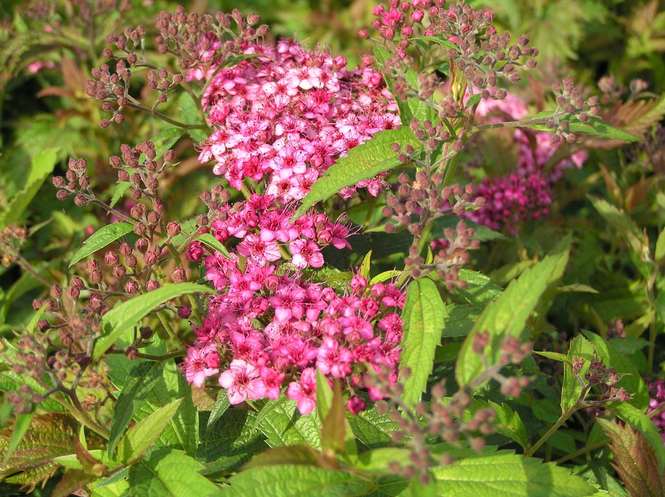 Tawuła japońska "Country Red" / Spiraea japonica "Country Red"