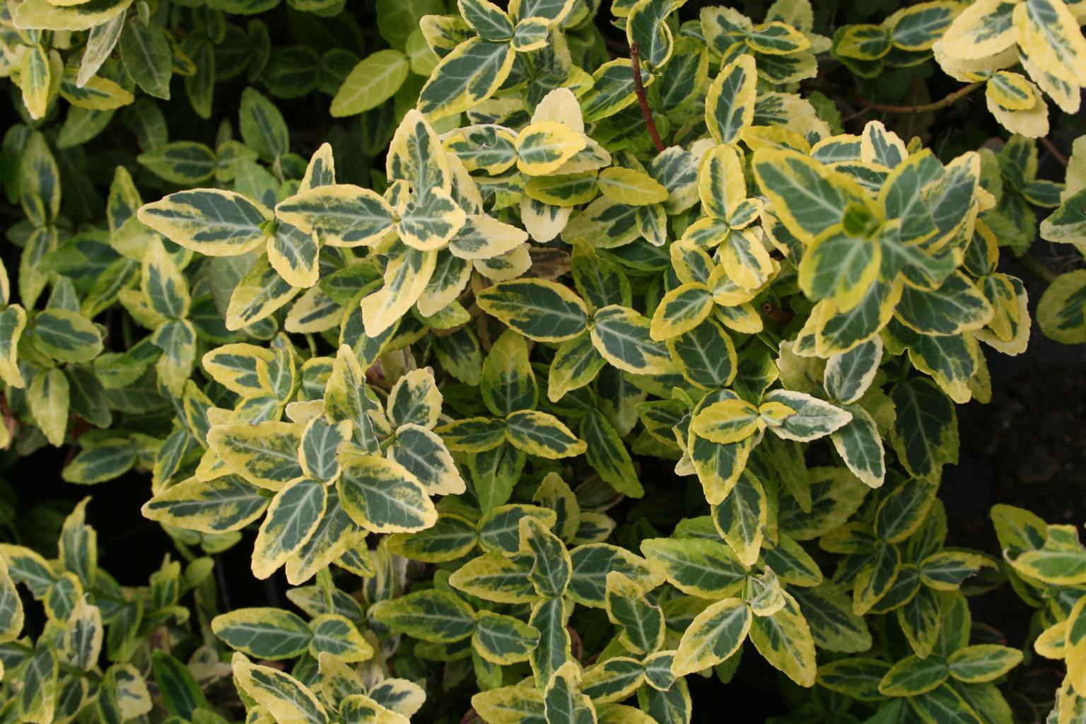 Trzmielina Fortune`a "Emerald`n Gold" / Euonymus fortunei "Emerald`n Gold"
