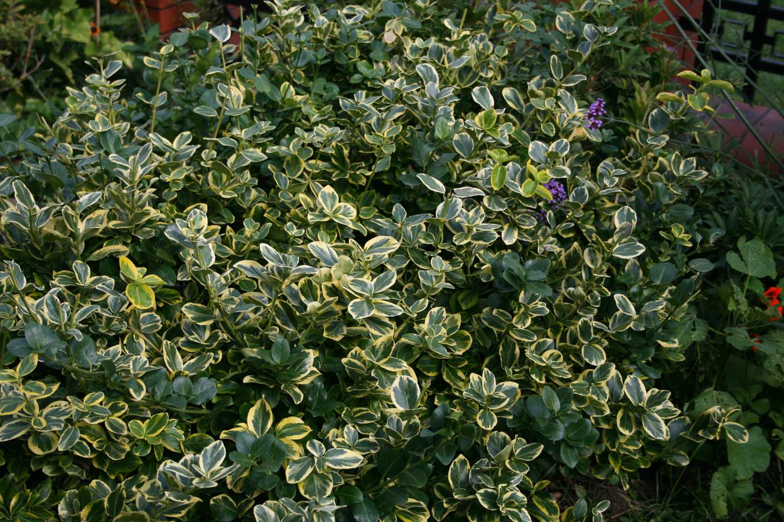 Trzmielina Fortunea "Canadale Gold" / Euonymus fortunei "Canadale Gold"