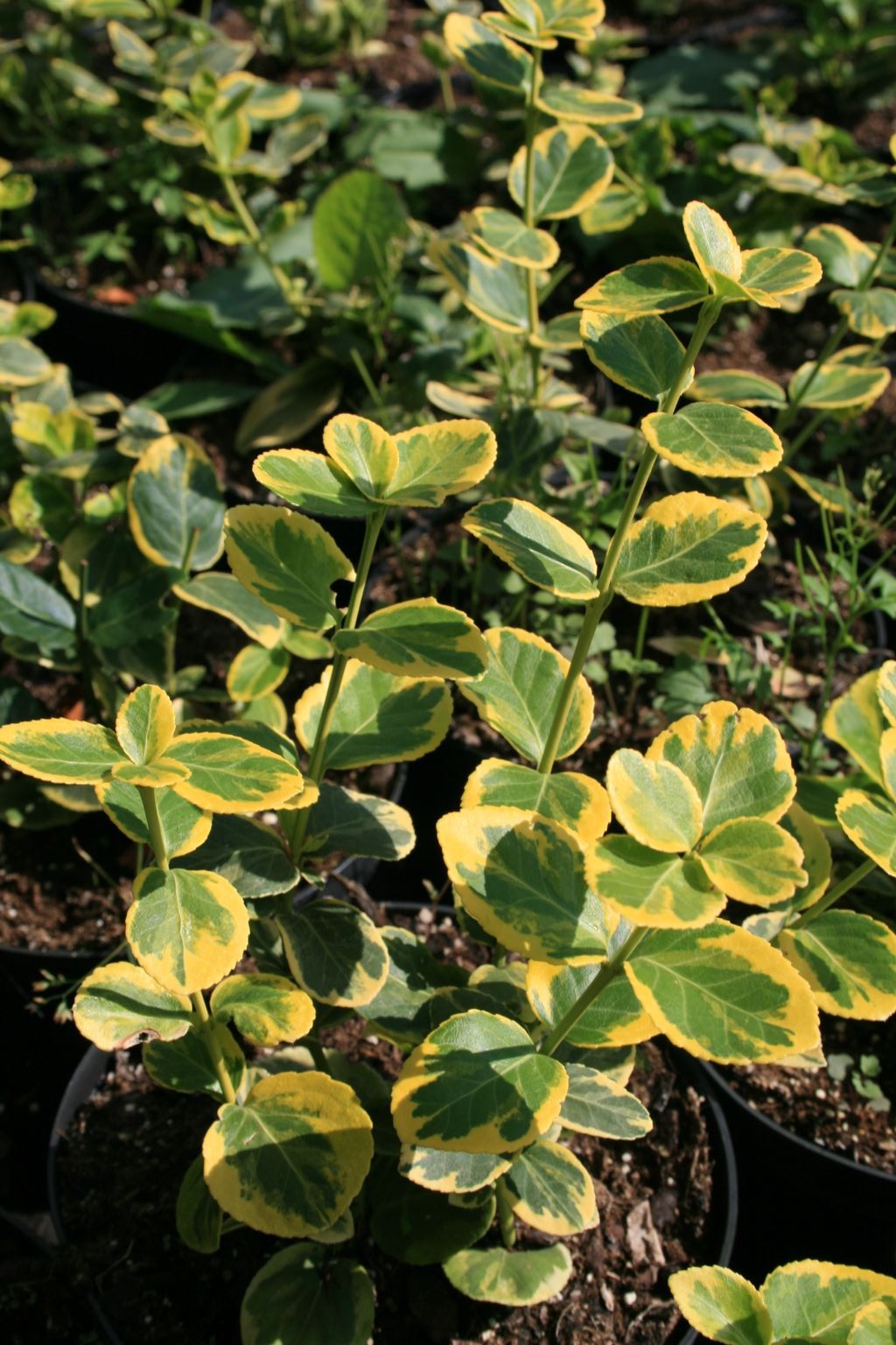 Trzmielina Fortunea "Canadale Gold" / Euonymus fortunei "Canadale Gold"