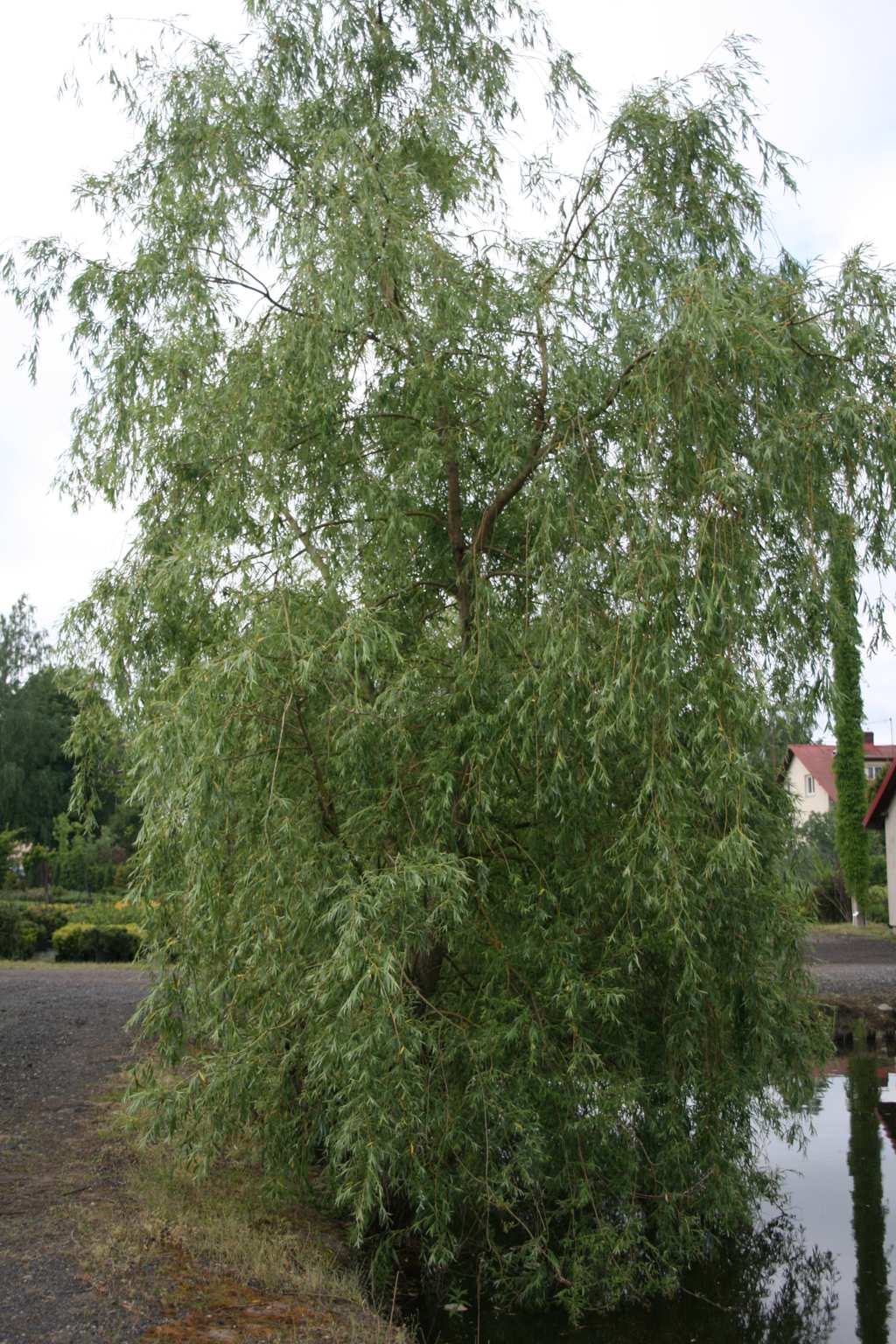Wierzba nagrobna "Chrysocoma" S. alba "Tristis" / Salix sepulcralis "Chrysocoma"