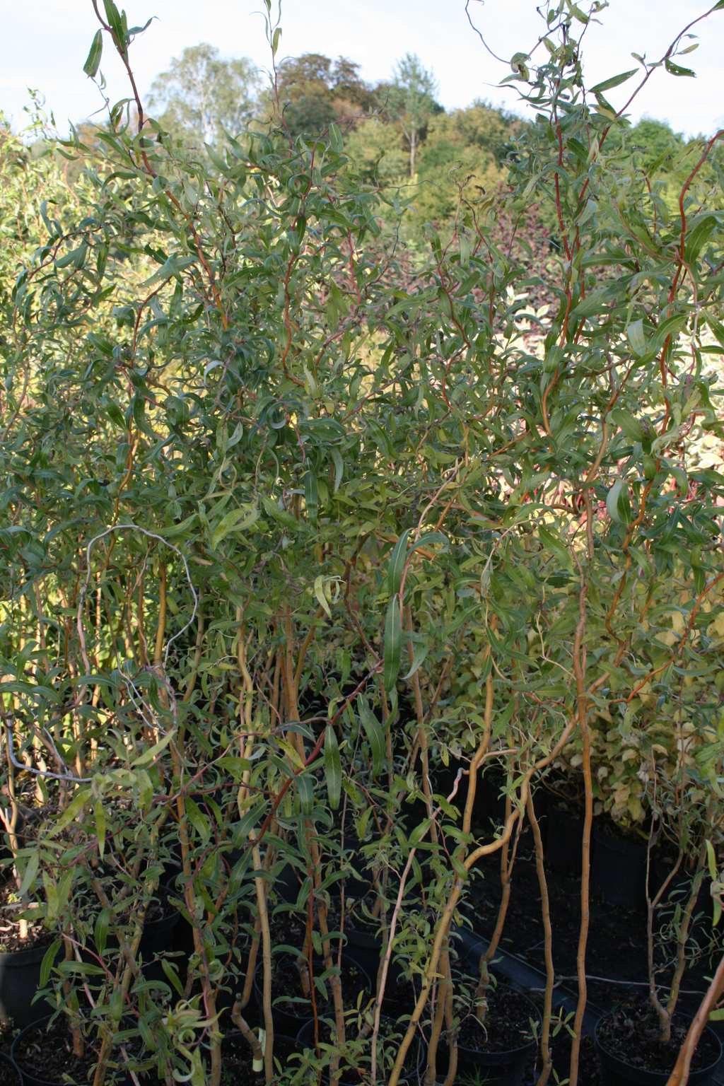Wierzba nagrobna "Erythroflexuosa" / Salix sepulcralis "Erythroflexuosa"