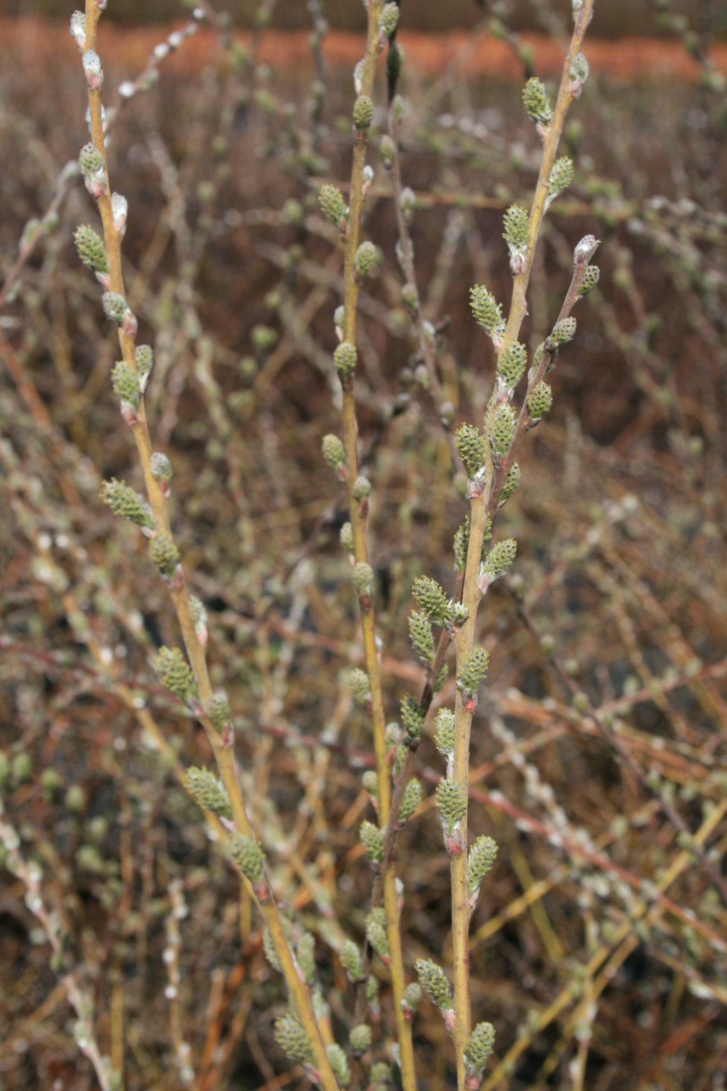 Wierzba płożąca odm. argentea / Salix repens var. argentea