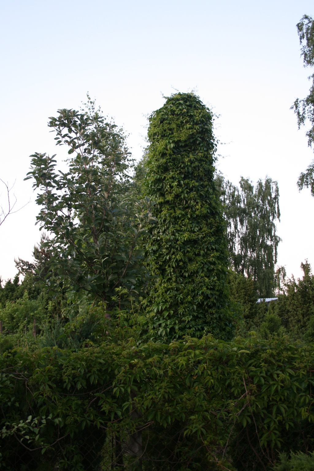 Winobluszcz pięciolistkowy odm. murora / Parthenocissus quinquefolia var.murorum