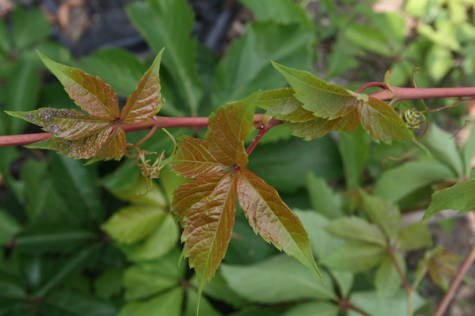Winobluszcz pięciolistkowy "Troki" / Parthenocissus quinquefolia "Troki"