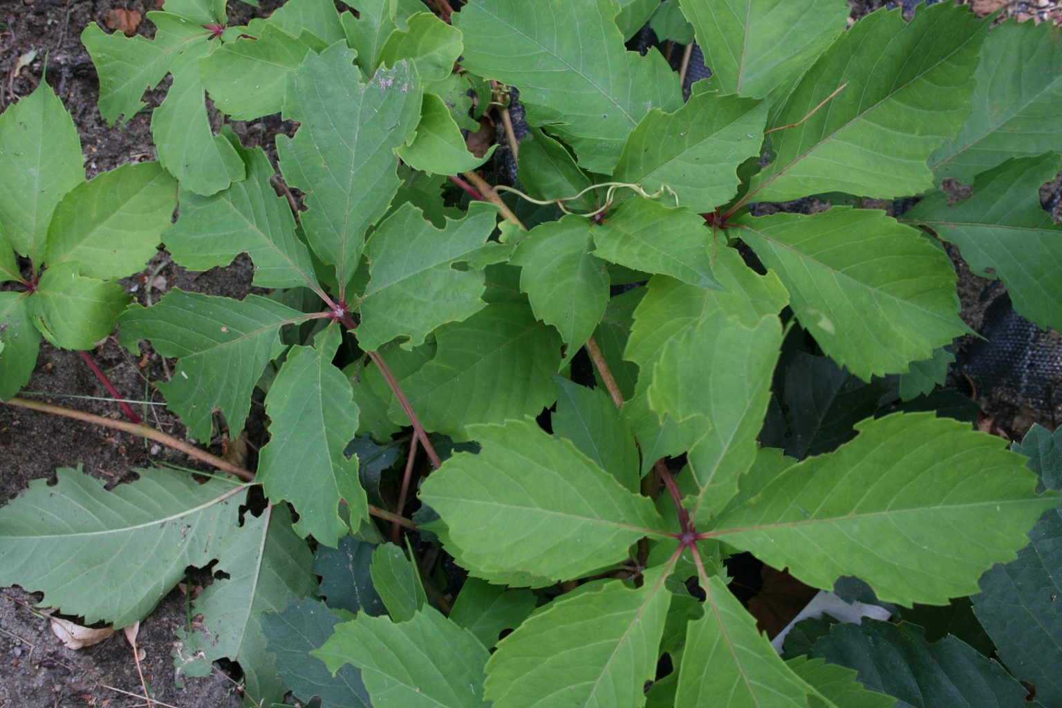 Winobluszcz pięciolistkowy "Troki" / Parthenocissus quinquefolia "Troki"