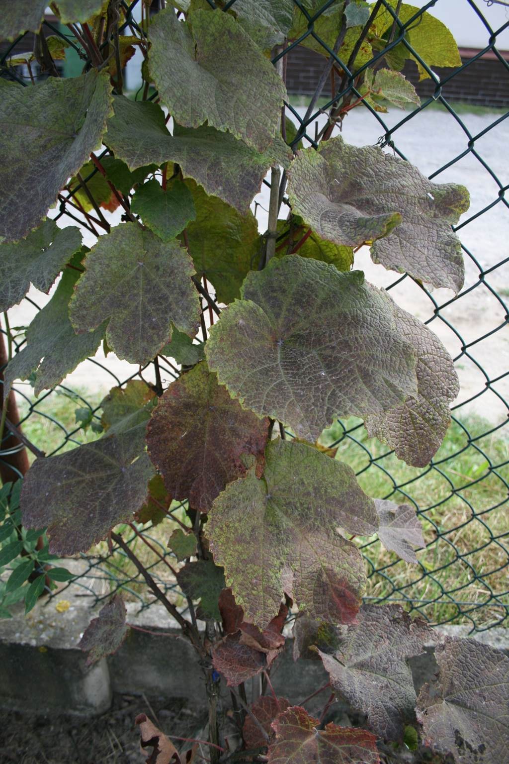 Winorośl amurska / Vitis amurensis
