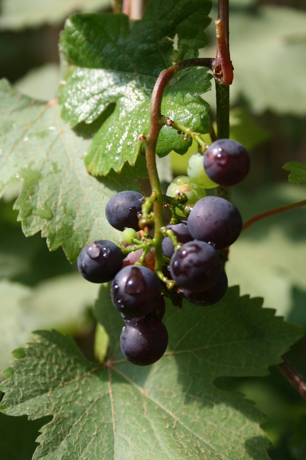 Winorośl właściwa "Incana" / Vitis vinifera "Incana"