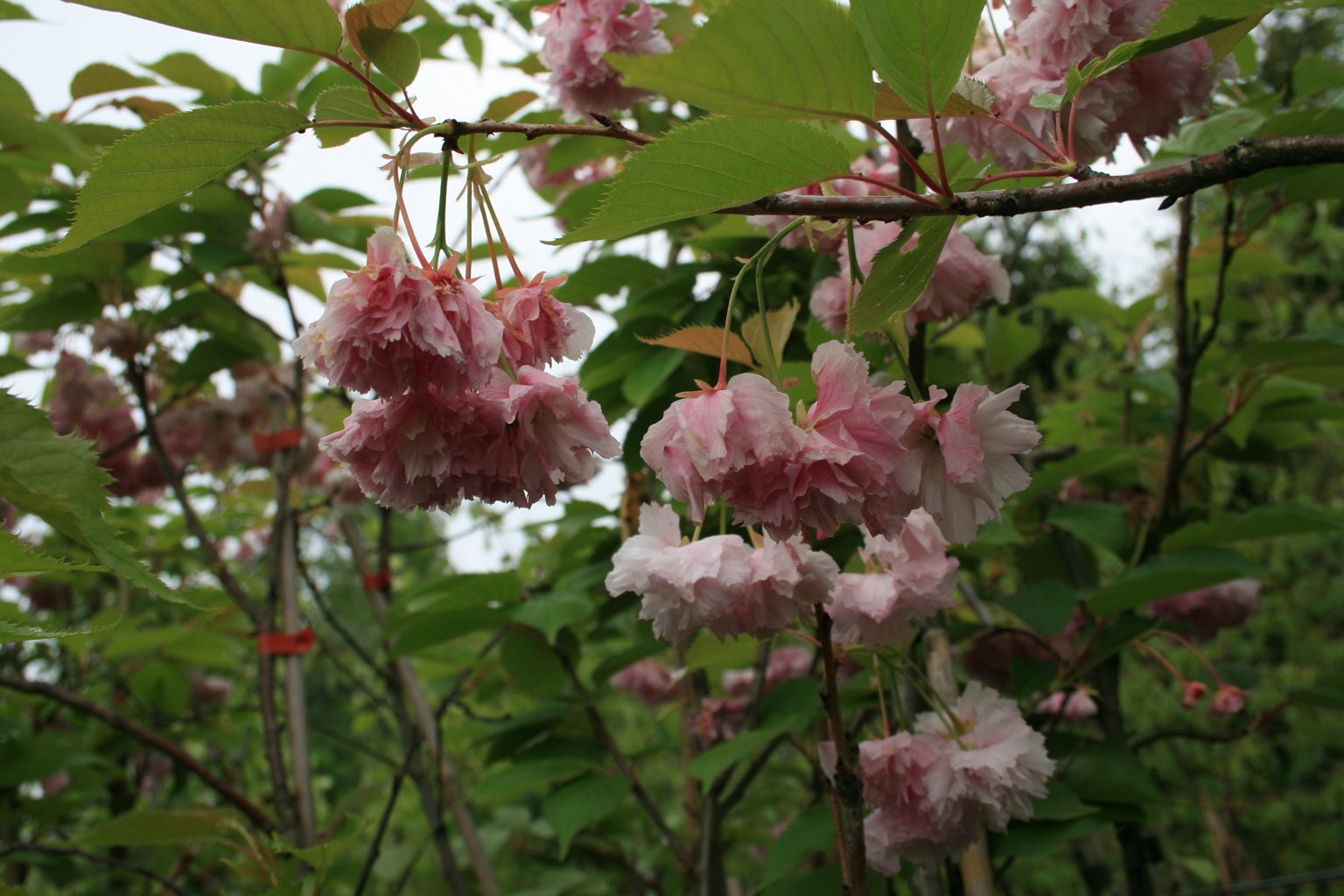 Wiśnia piłkowana "Amanogawa" / Prunus serrulata "Amanogawa"
