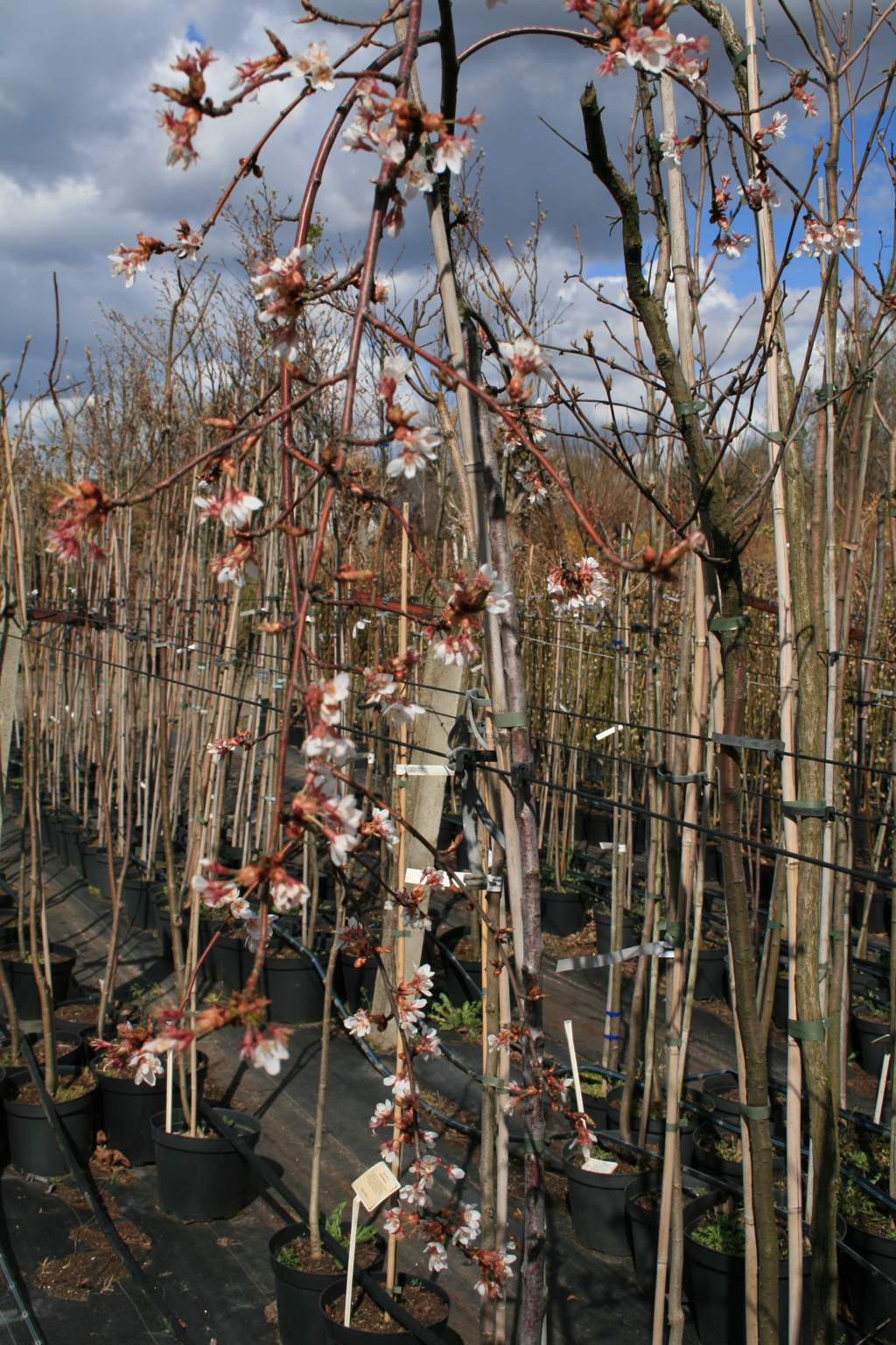 Wiśnia różowa "Pendula" / Prunus subhirtella "Pendula"