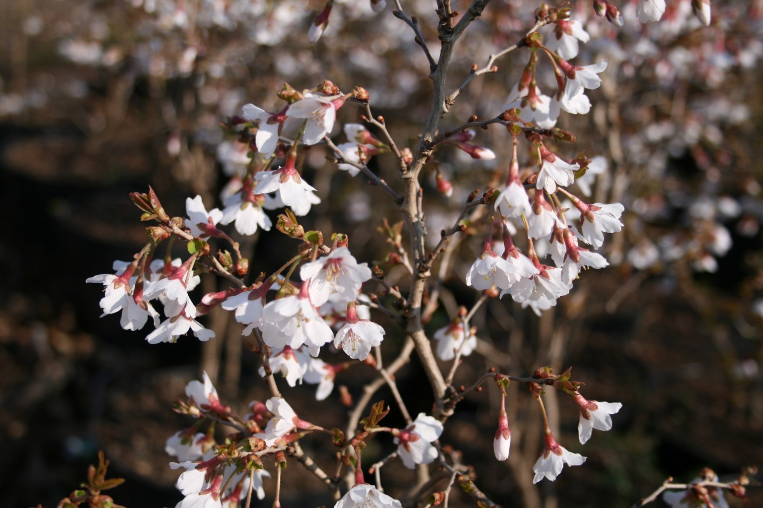 Wiśnia wczesna "Kojou-no-mai" / Prunus incisa "Kojou-no-mai"